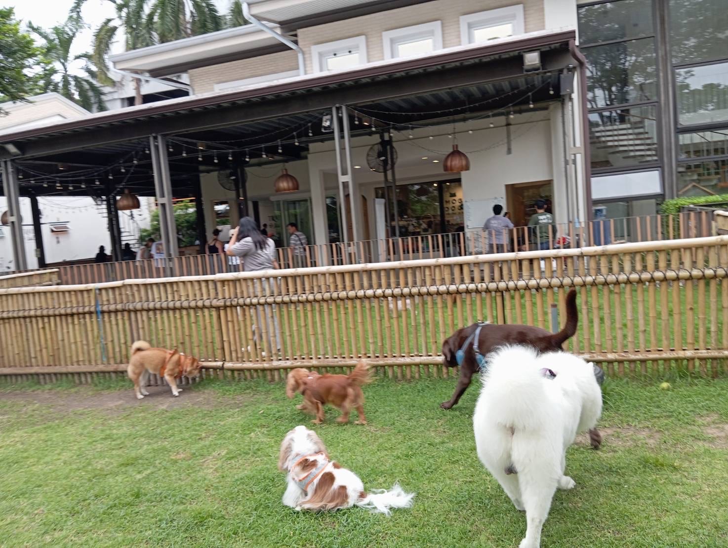 Dogs and owners together on the grass at Trail and Tail