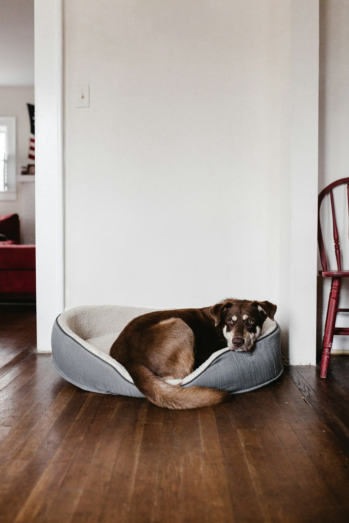 A dog resting calmly in a comfortable bed
