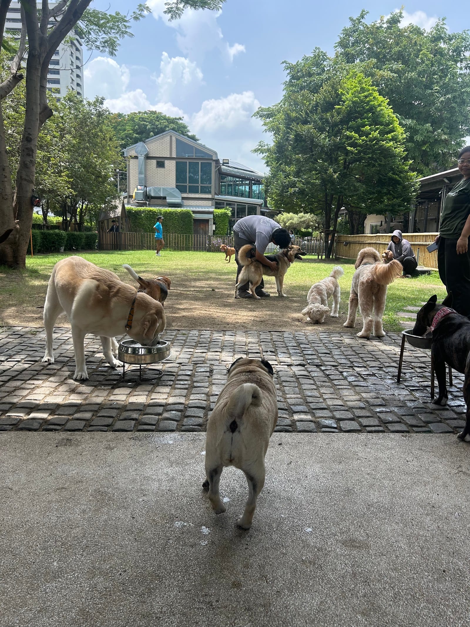 Dogs playing in the outdoor park