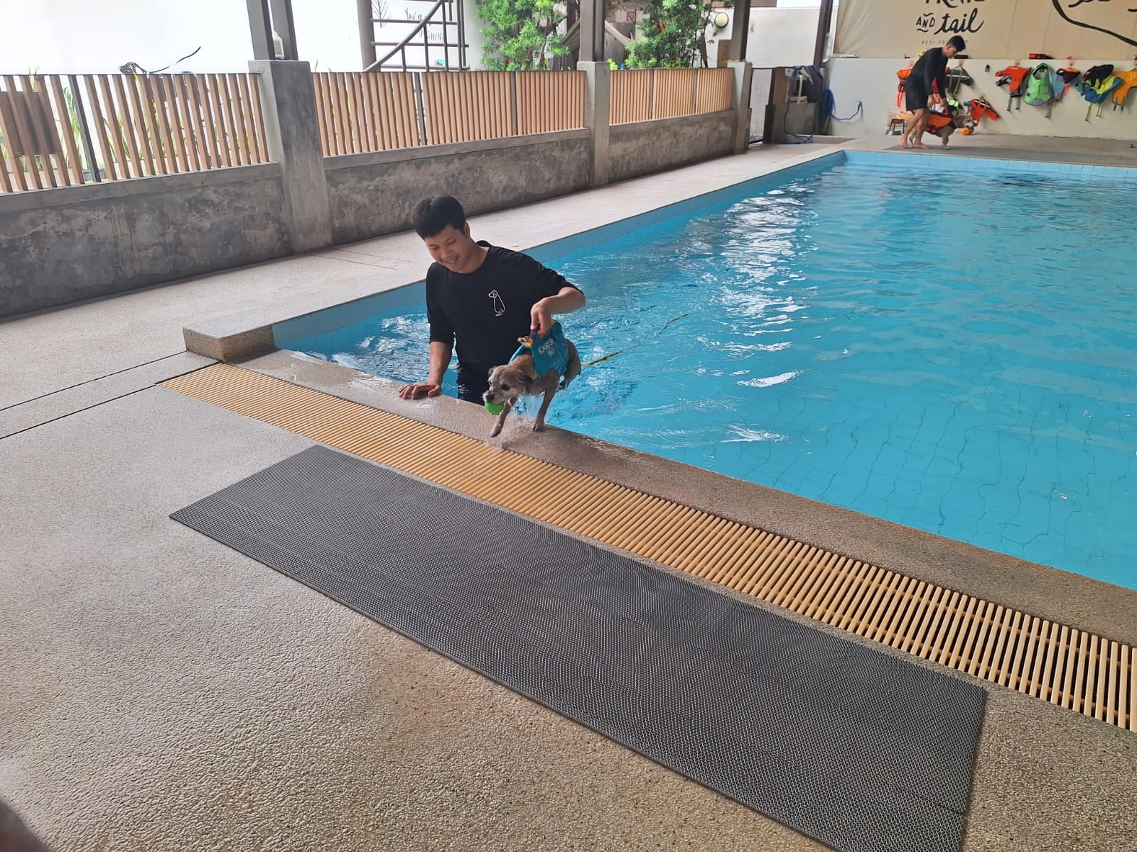 The dog pool