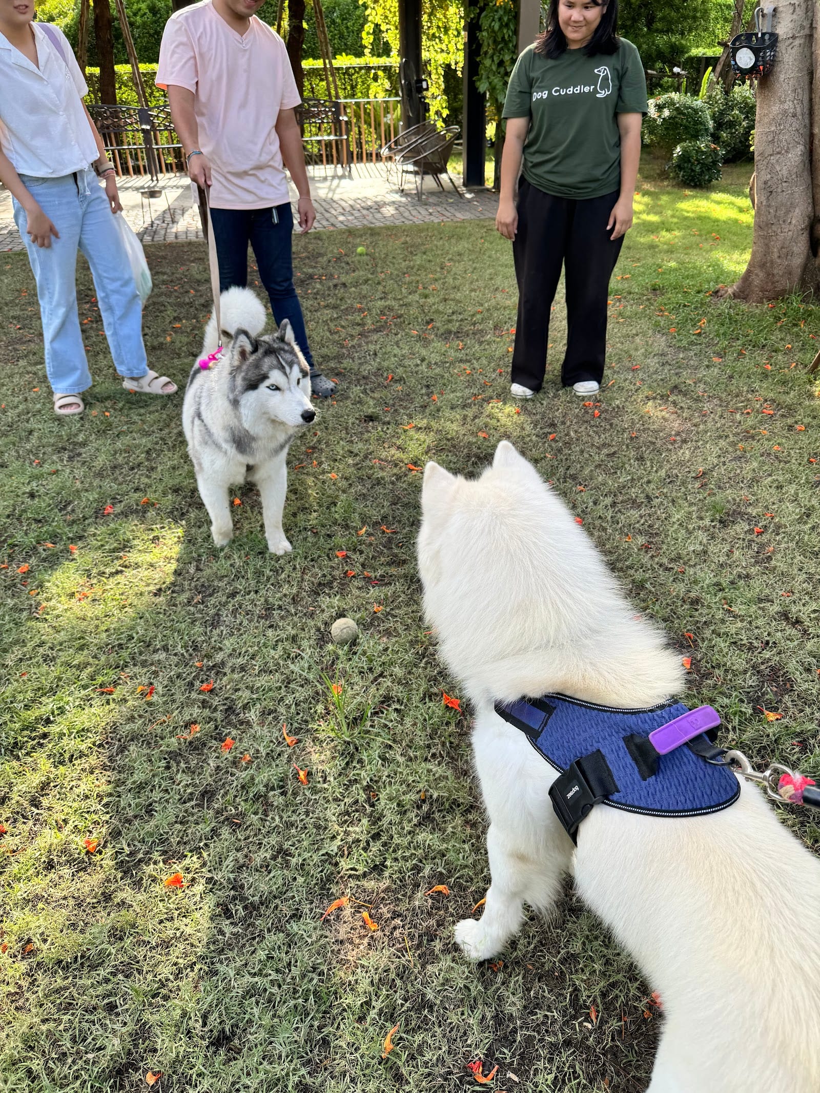 Dogs socialising